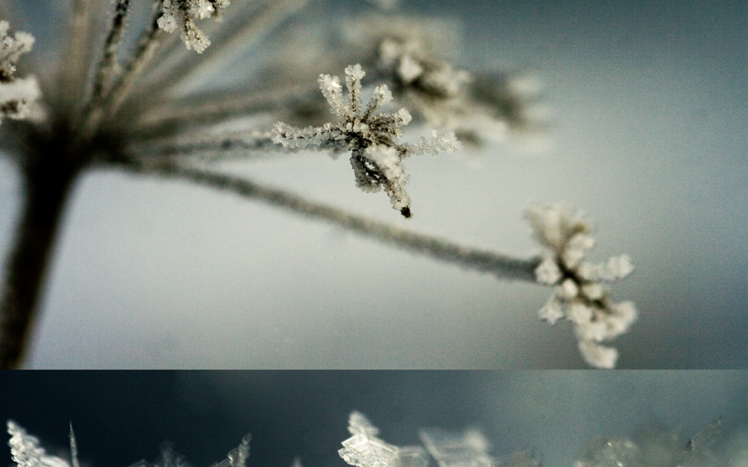 Frost
